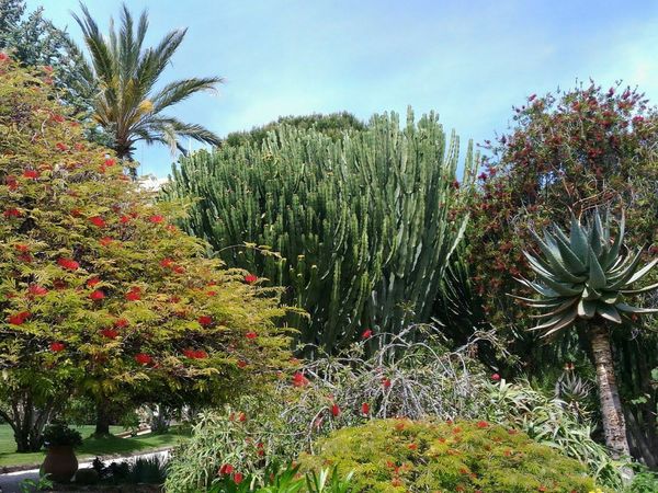 Flore locale, jardins et parcs
